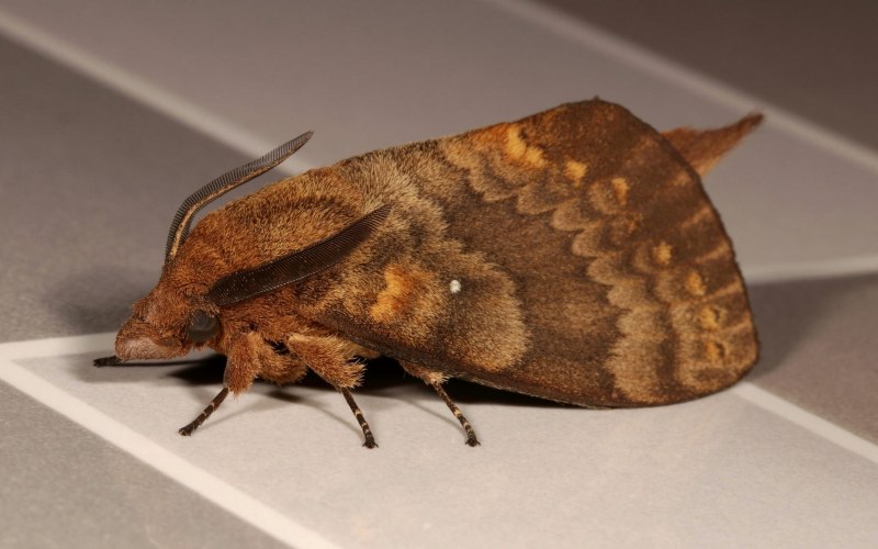Куколка бабочки Attacus Atlas (Павлиноглазка атлас)