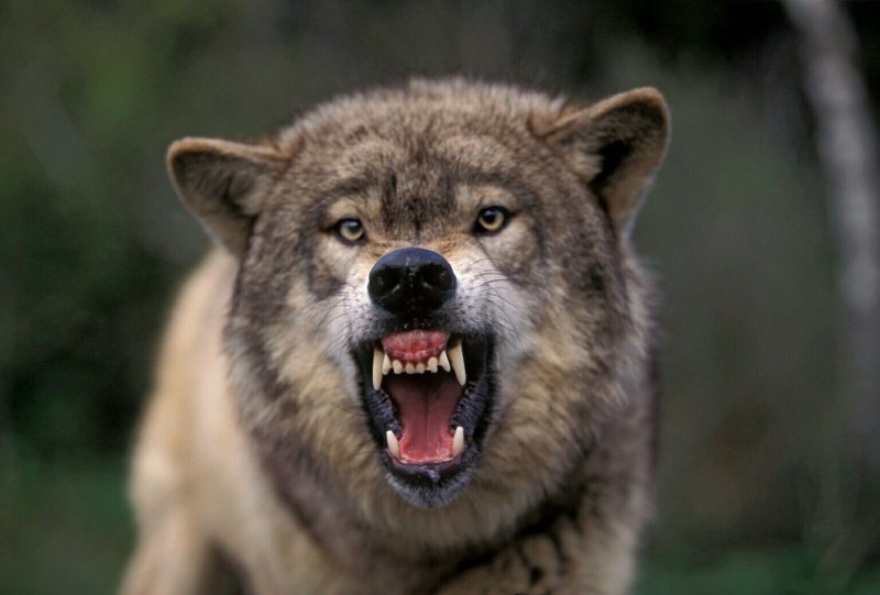 Growling Wolf