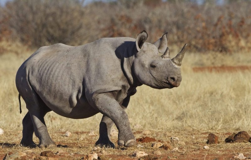 Носорог Rhino