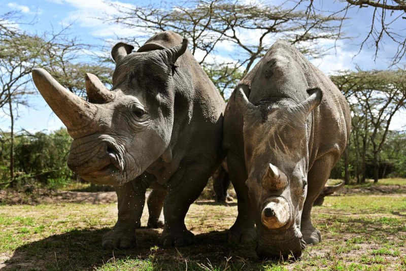Двурогий носорог (56 фото)