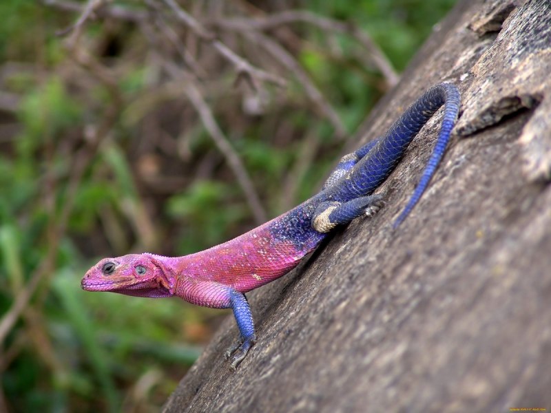 Strophurus wellingtonae