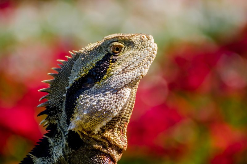 Игуана (Iguana Iguana
