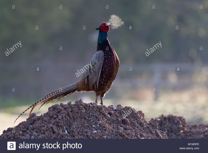 Королевский фазан самец