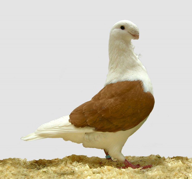 Брюссельский голубь