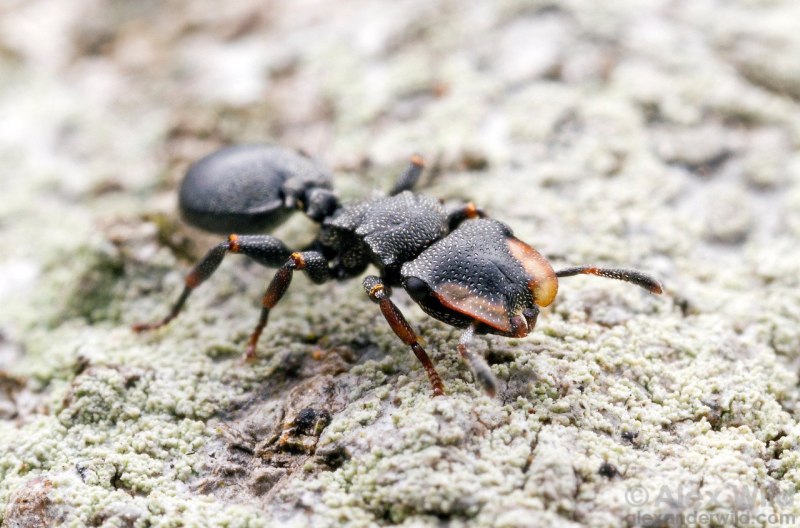 Cephalotes муравьи