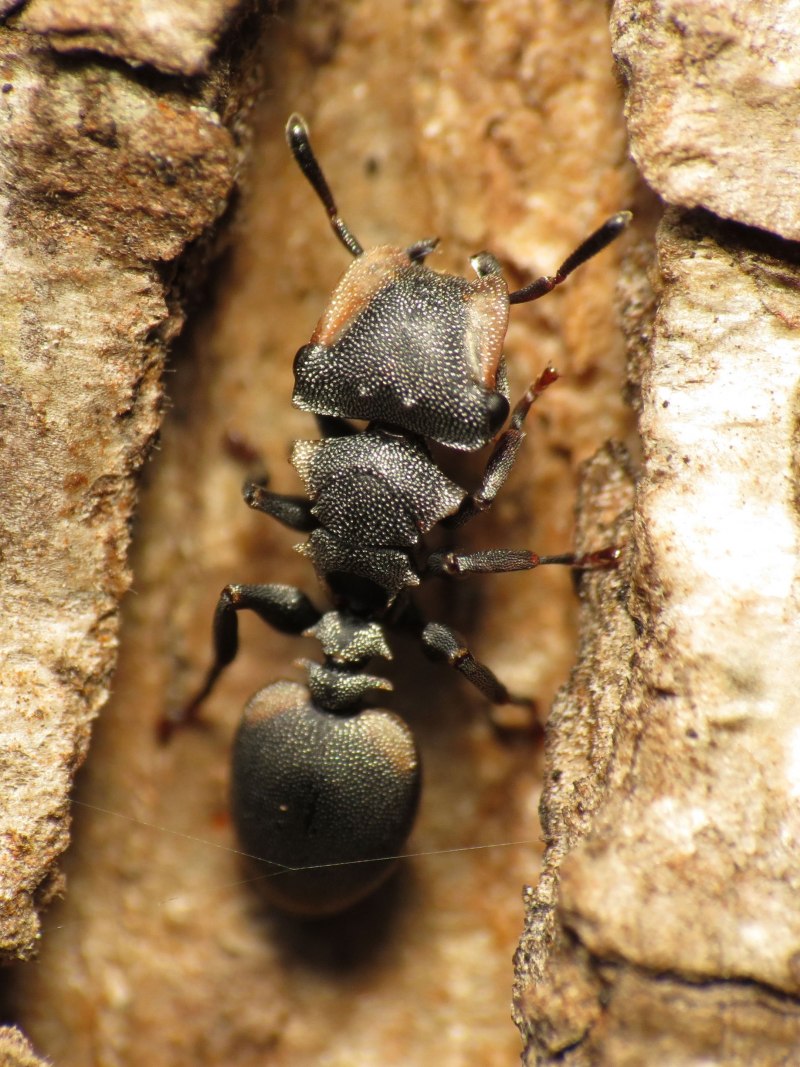 Муравьи-шпионы (cephalotes specularis)