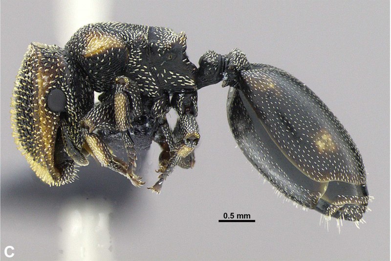 Муравьи-шпионы (cephalotes specularis)