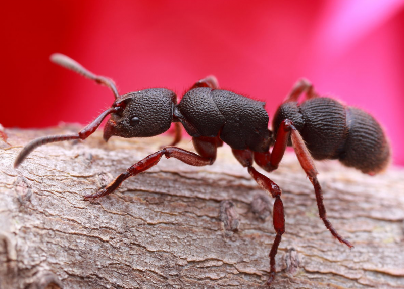 Pseudoneoponera rufipes
