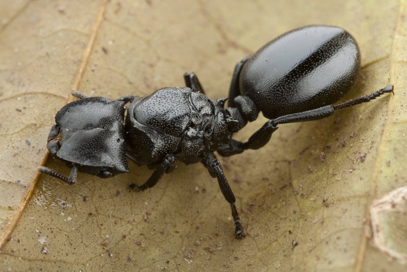 Cephalotes atratus