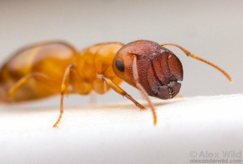 Colobopsis truncata