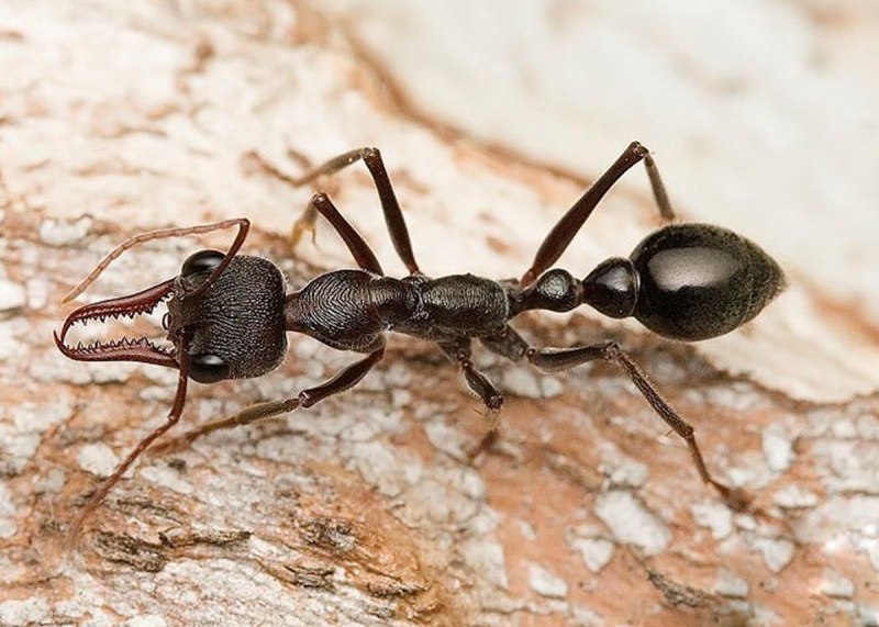 Myrmecia forficata