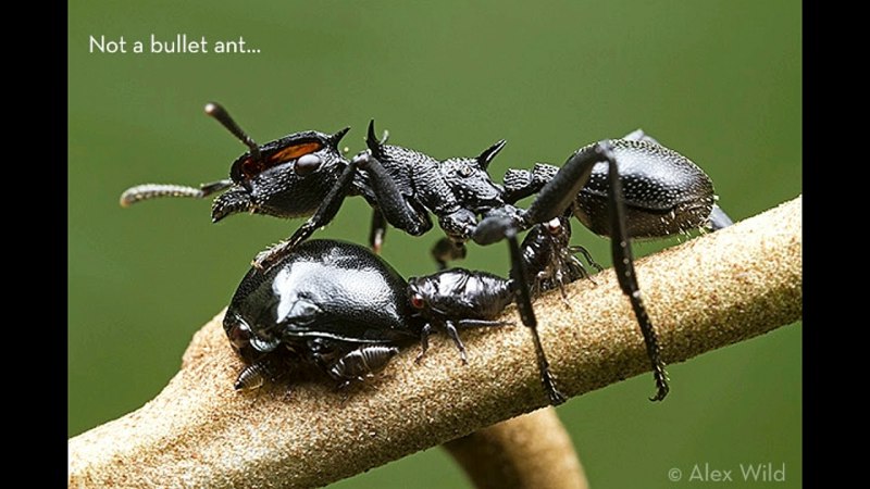 Муравьи-кефалоты (cephalotes)