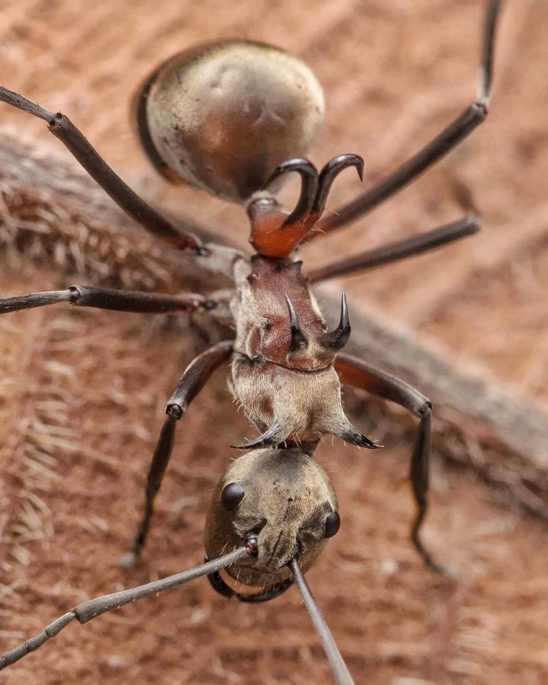 Азиатский муравей Polyrhachis