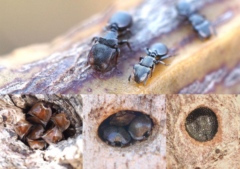 Муравьи-кефалоты (cephalotes)
