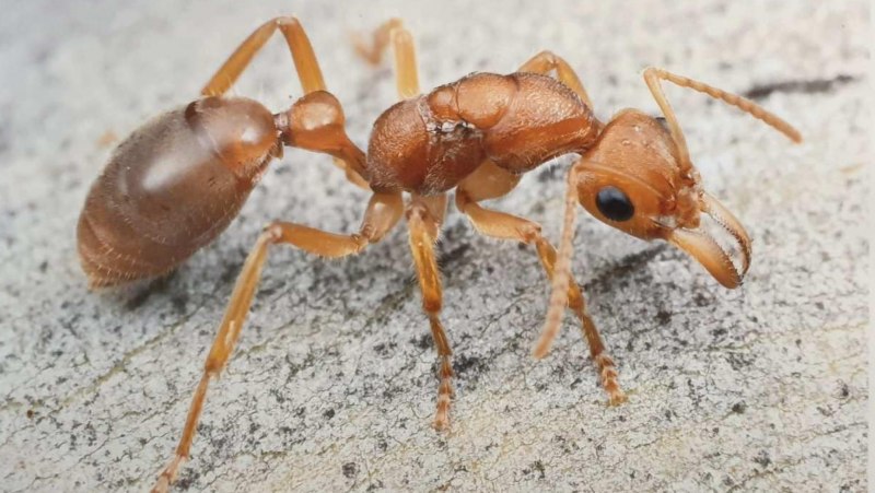 Nothomyrmecia macrops муравьи