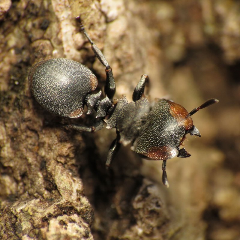 Cephalotes specularis