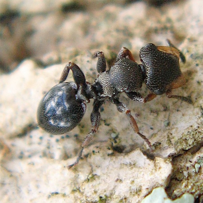 Cephalotes муравьи
