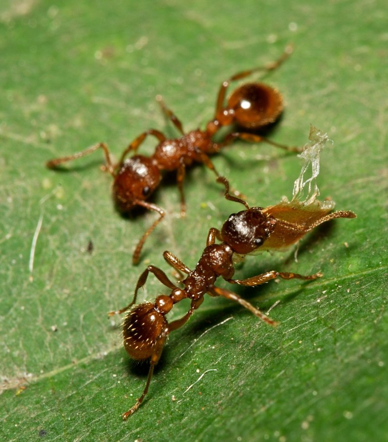 Муравьи Myrmica rubra