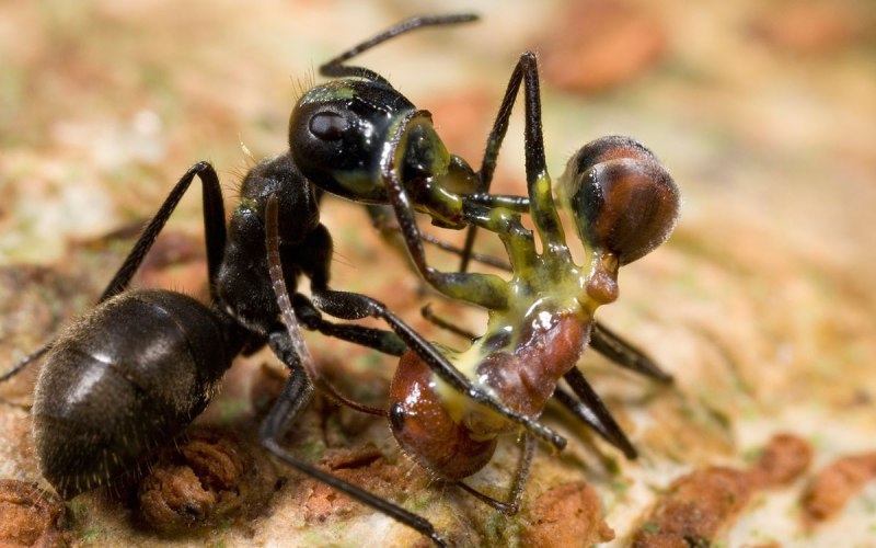 Муравьи Camponotus saundersi