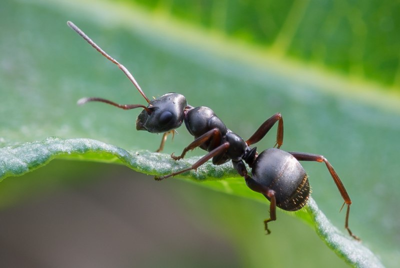 Малайзийский муравей-камикадзе Camponotus saundersi