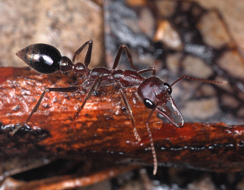 Myrmecia forficata