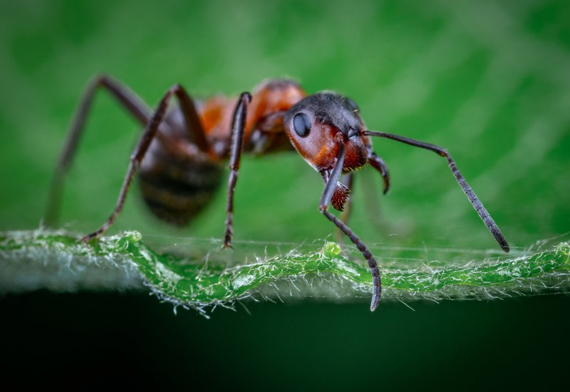 Myrmecia pavida
