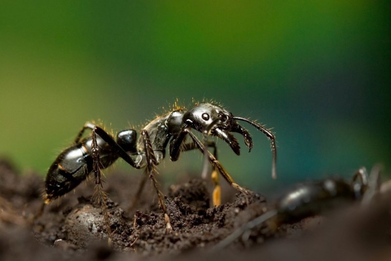 Плоскоголовый муравей (65 фото)