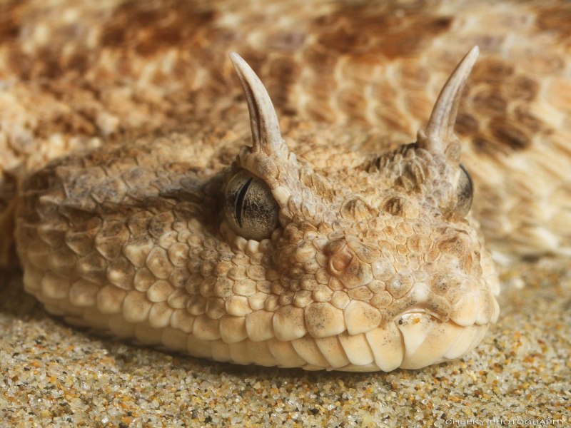 Crotalus cerastes — рогатый гремучник