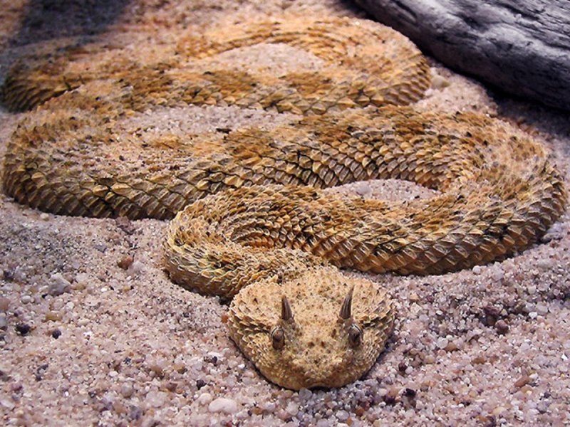Crotalus cerastes