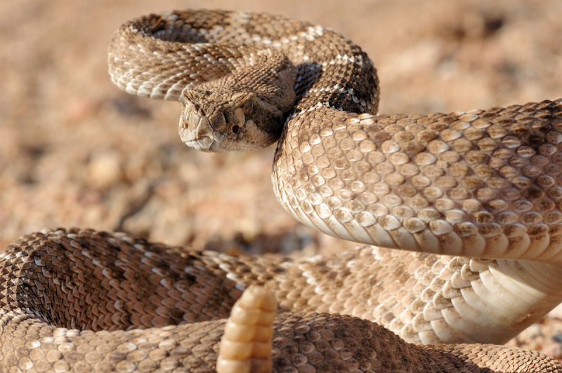 Bitis caudalis