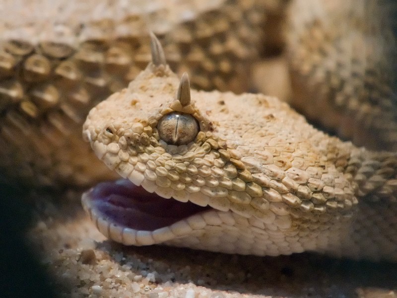 Crotalus cerastes