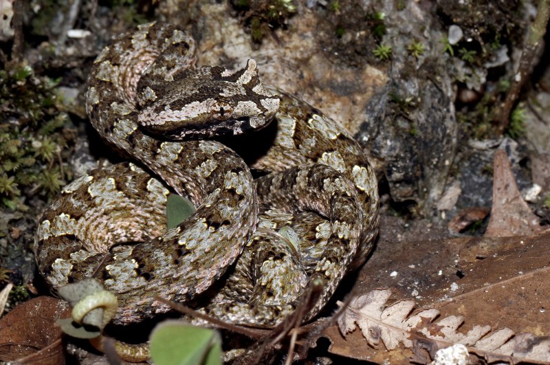 Тигровый гремучник Crotalus Tigris