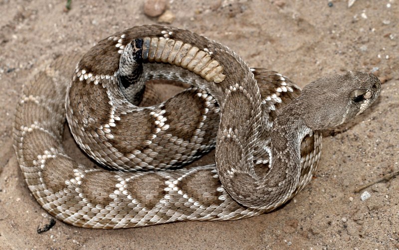Crotalus пустыня