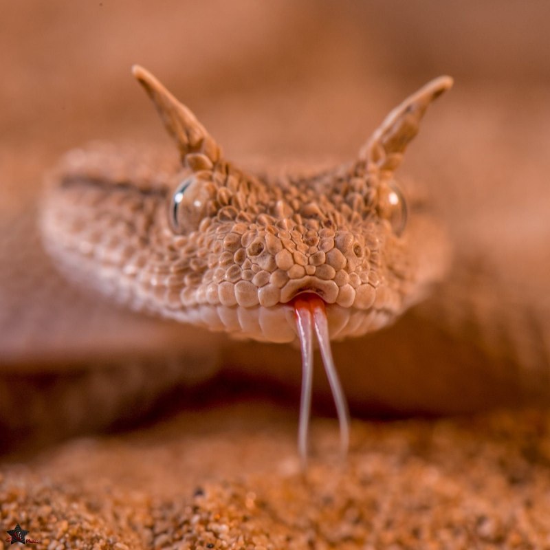 Crotalus cerastes — рогатый гремучник