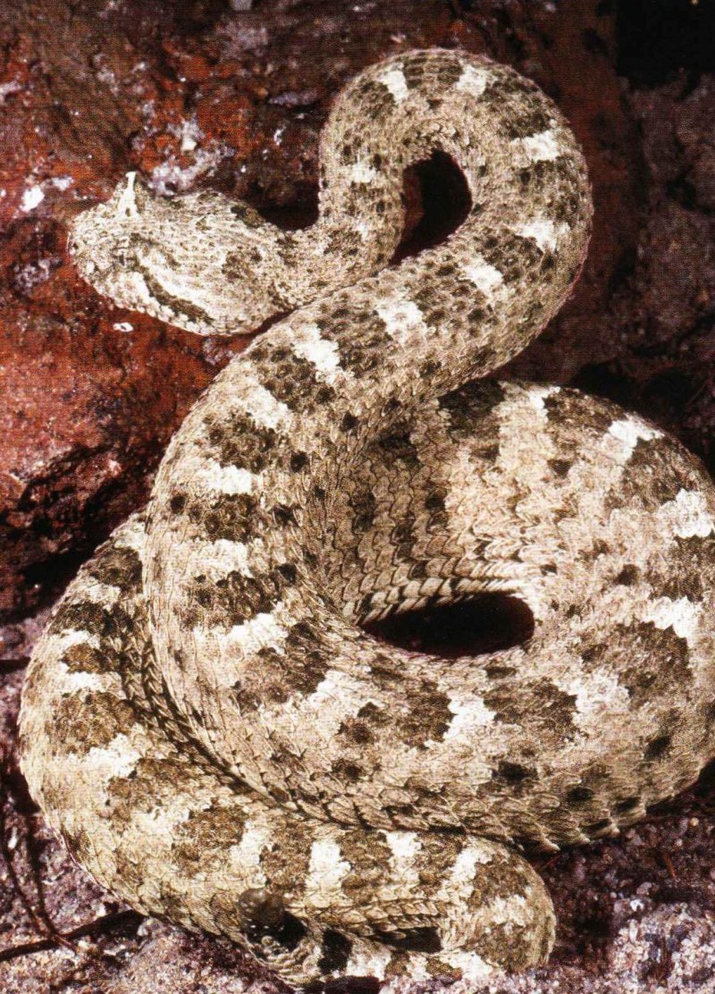 Crotalus Atrox