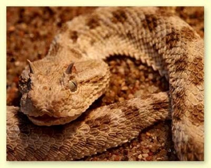 Crotalus cerastes