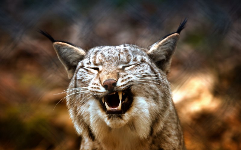 Обыкновенная Рысь Lynx Lynx