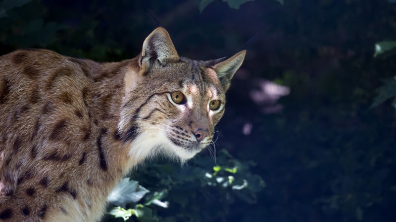 Критский дикий кот