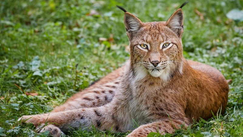 Обыкновенная Рысь Lynx Lynx