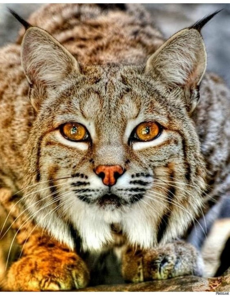 Рысь обыкновенная (Felis Lynx l.),