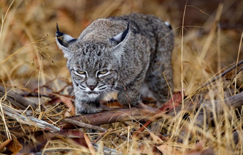 Рысь обыкновенная (лат. Lynx Lynx)