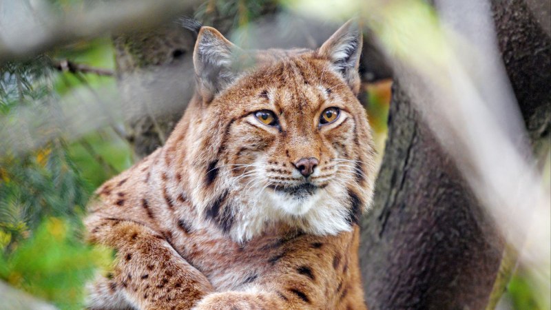 Обыкновенная Рысь Lynx Lynx