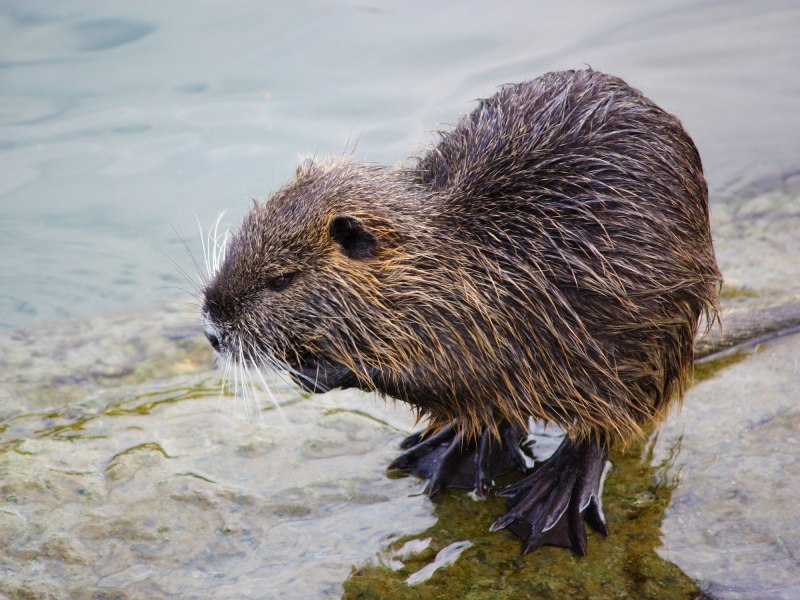 Myocastor coypus нутрия