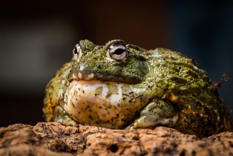 Черная дождевая лягушка breviceps fuscus