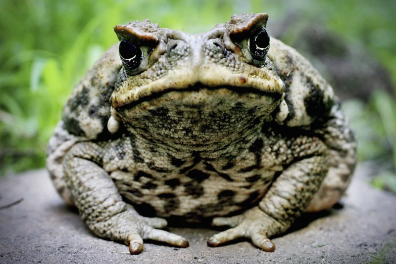 Big toad лягушка