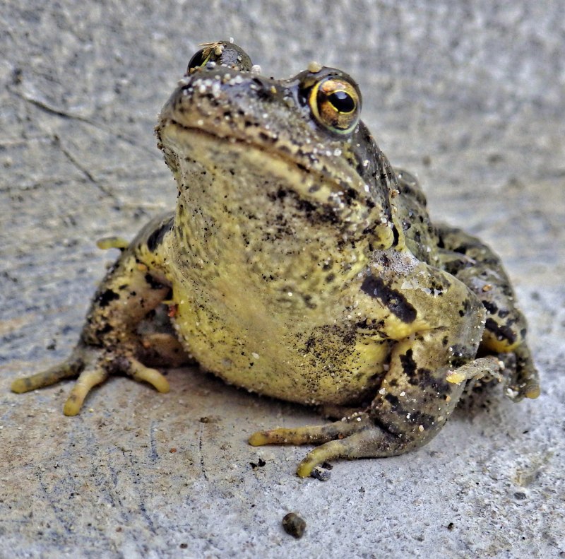 Черная дождевая / breviceps fuscus