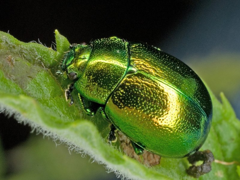 Жук Chrysolina