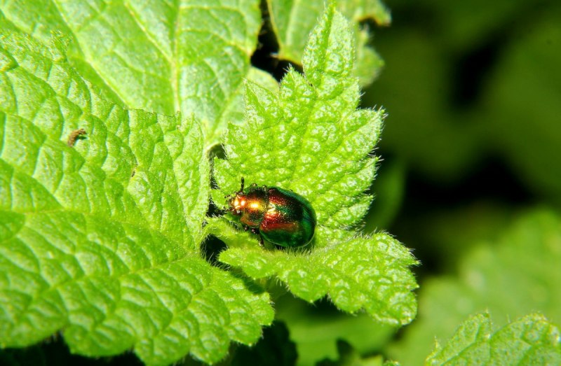 Листоед Chrysolina polita