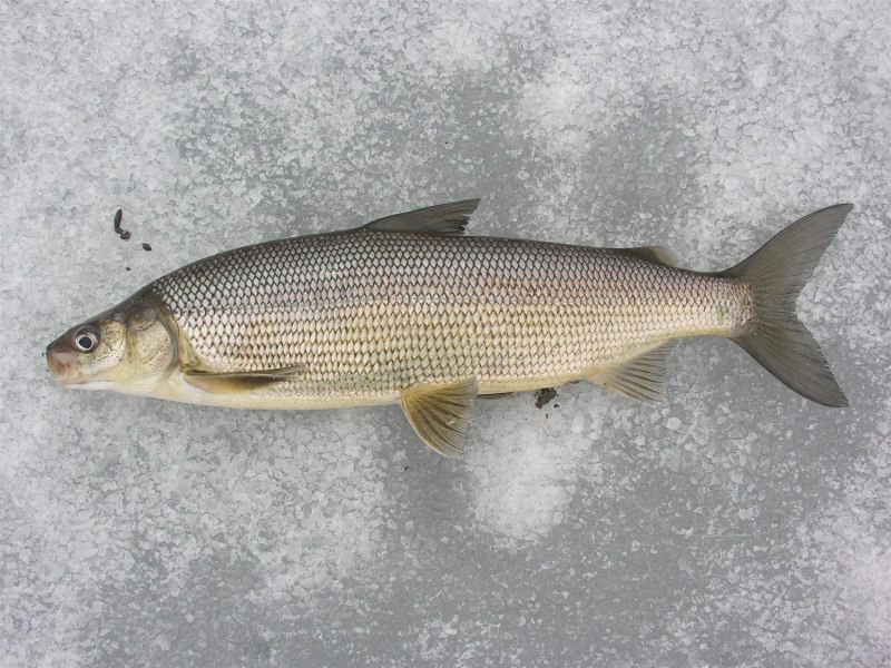 Омуль Карского моря