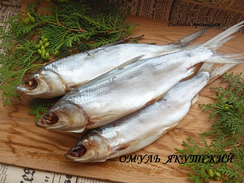 Рыба Амурский омуль